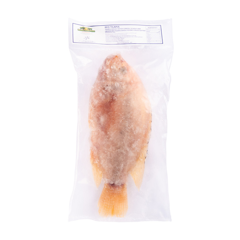 TILAPIA ROUGE V/E 300-500G VN