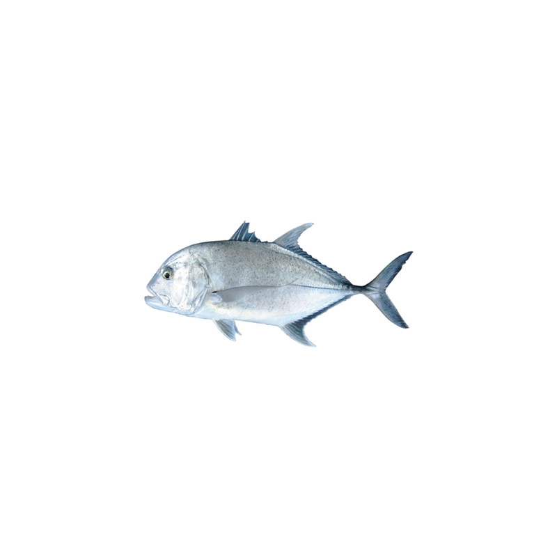 CARANGUE/TREVALLY ENT 4/6KG 36KG