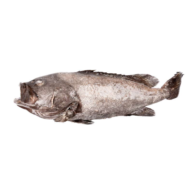 MEROU G/V 10% GLZ 5-10KG 22KG