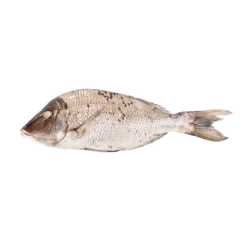 CAPI EMPEREUR V/E INDE 2/3KG