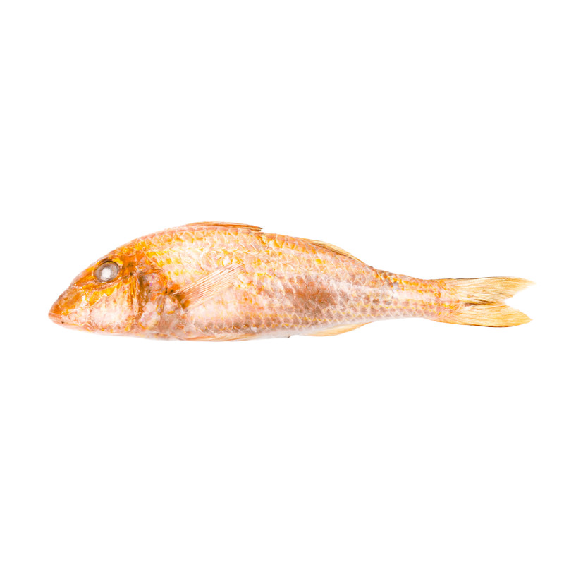 SALMONETTE 15 KG