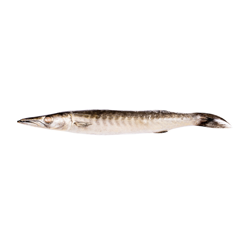 BARRACUDA 500/1000 10KG