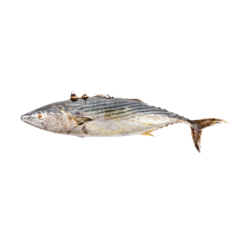 THON BONITE ENT 1.5/2.5KG 20KG