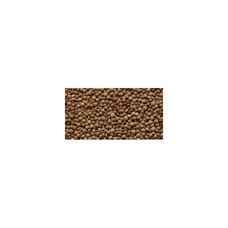 LENTILLE BRUNE 12X1KG