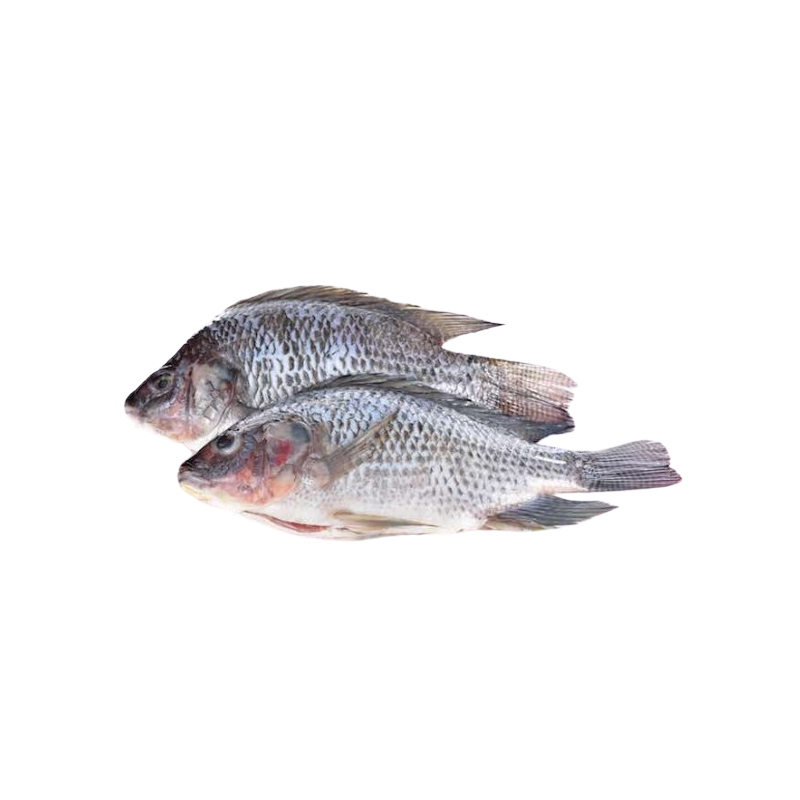 TILAPIA V/E 800+G VN 20%GLZ 4KG
