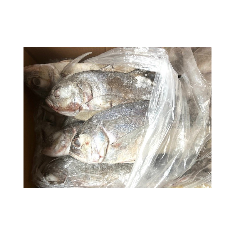 CARANGUE/TREVALLY ENT.
